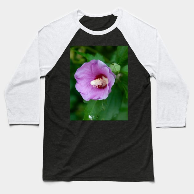 Pink hibiscus flower Baseball T-Shirt by Beccasab photo & design